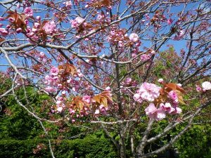 八重桜咲き進む