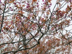 カンザンつぼみ