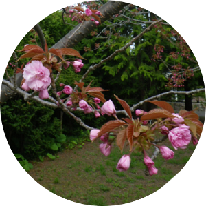 カンザン一部咲き始め