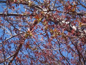 カンザンつぼみ