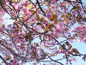 カンザン３分咲き