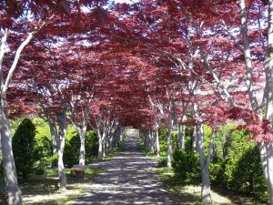 モミジのトンネル葉が開く