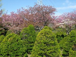 オンコの芽吹きとサクラ