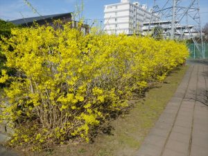 レンギョウ見ごろ