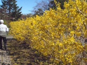 入口のレンギョウ