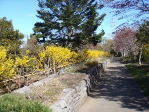 日本庭園脇のレンギョウ