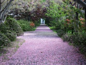 サクラの花の絨毯