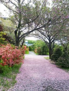 サクラの花の絨毯