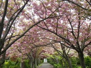 まだ見ごろ続く