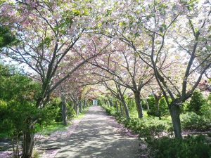 サクラのトンネルまだ花残る