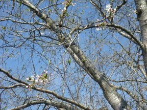 ソメイヨシノ咲きはじめ