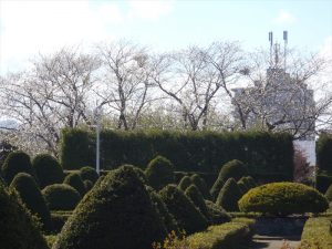 ソメイヨシノ終花