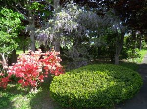 フジとツツジがみごろ