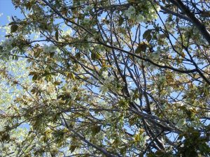 ウコン咲き進む