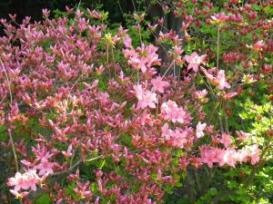 エゾヤマツツジ開花