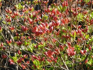 エゾヤマツツジ開花