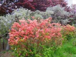 ヤマツツジ6-8分