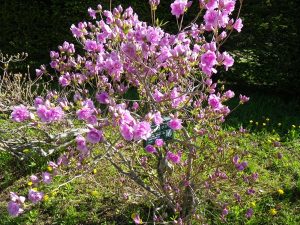 ヨドガワツツジ開花