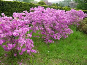 ヨドガワツツジ満開