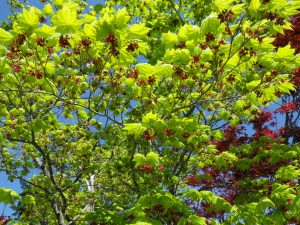 お花がみられます