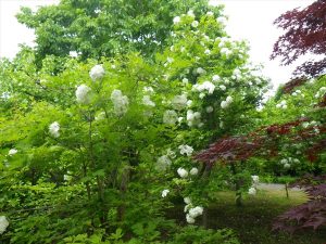 テマリカンボク開花