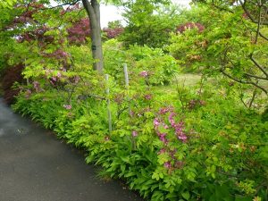 ローズアカシア開花