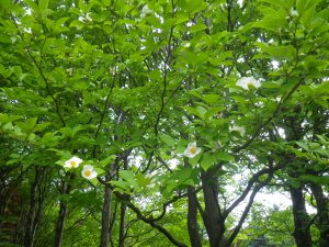 ナツツバキ開花