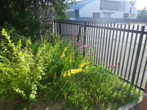 管理事務所横に咲いています