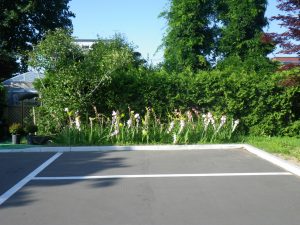 駐車場横に咲いています