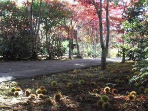 イガグリがたくさん