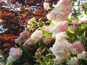 ミナヅキがほぼ満開