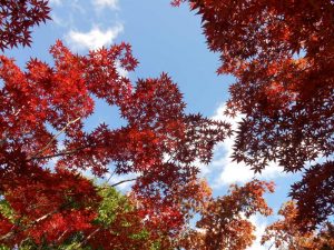 モミジ並木と秋の空