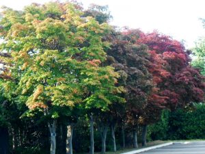 駐車場紅葉しはじめ
