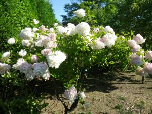 ミナヅキがほぼ満開