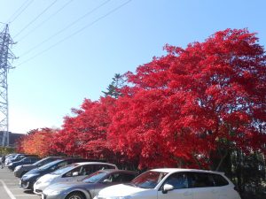 駐車場のノムラモミジ