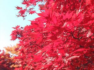 ひかりを受ける紅葉