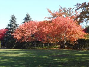 エゾヤマザクラの紅葉