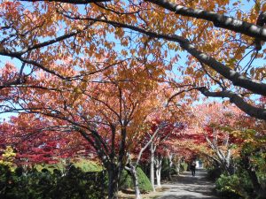 サクラ並木の紅葉