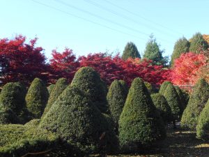 オンコの刈込とモミジ並木