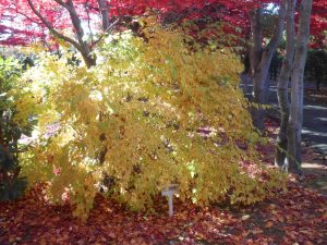 コゴメウツギの紅葉