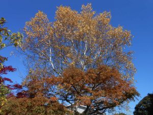 シラカバとメタセコイヤ