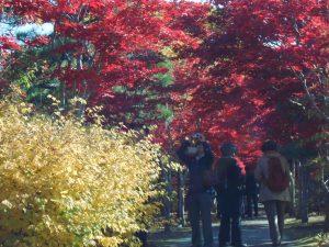 紅葉のトンネルは大混雑