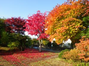日本庭園入口のヤマモミジとハウチワカエデ