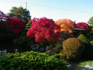 日本庭園のベニシダレとアオシダレ