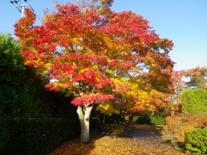 ハウチワカエデ