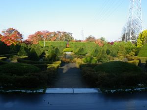 西洋庭園と奥に見えるソメイヨシノの紅葉