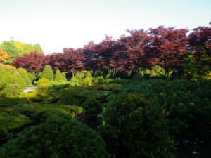 イチイのトピアリーとノムラモミジ