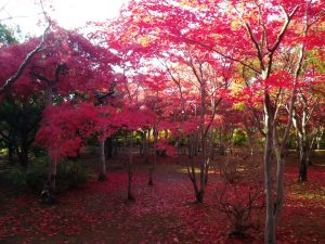 ノムラモミジの並木の中