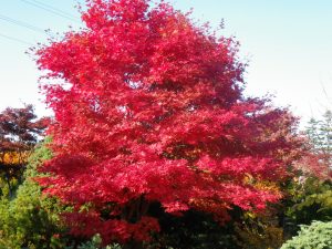 真っ赤になったヤマモミジ