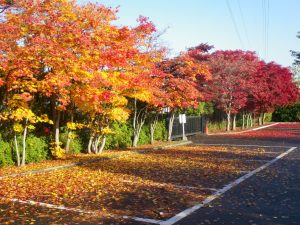 駐車場のモミジ類散りはじめ